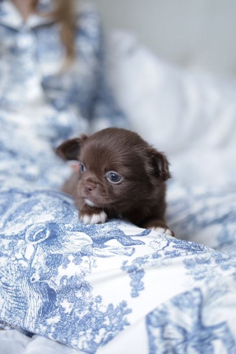 Chihuahua chłopak fci pet