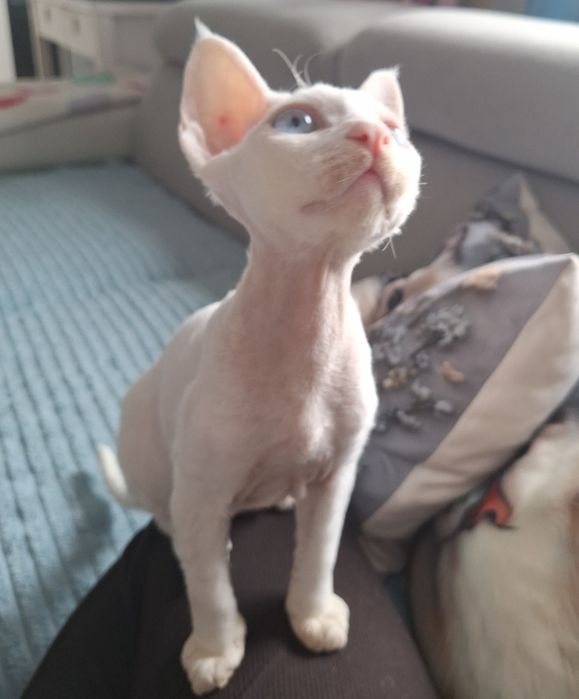 Piękny kocurek niebieskooki devon rex