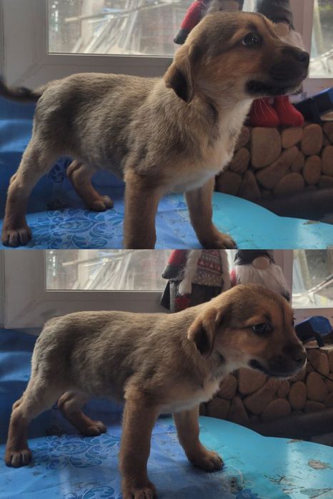 Цуценята в добрі руки