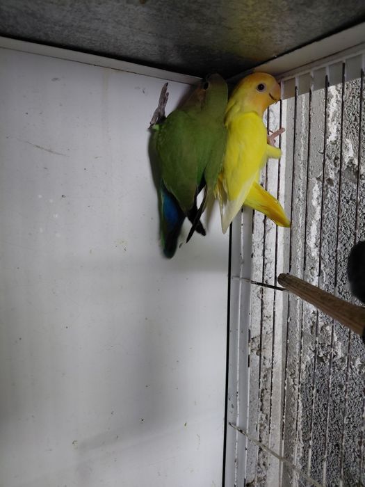 Lote Agapornis Roseicollis