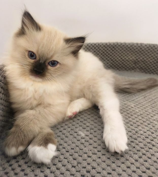 Koteczka Ragdoll