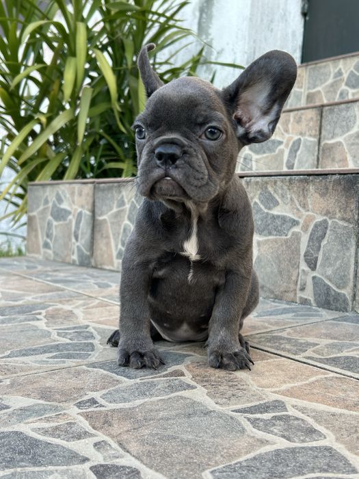 Bulldog frances Menina