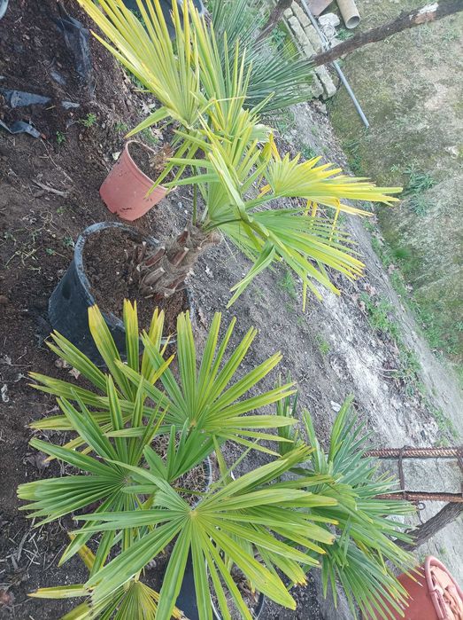 Palmeiras para jardim