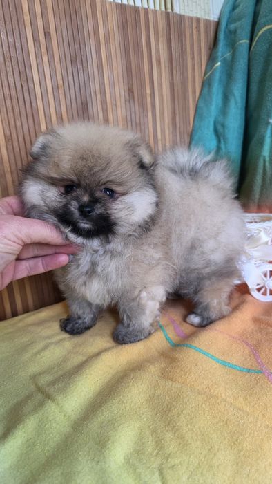 Померанский шпиц мишка