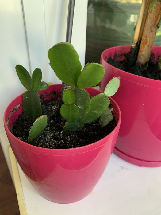 Спатефиллиум (женское счастье)