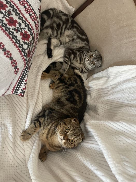 Кошенята Scottish Straight