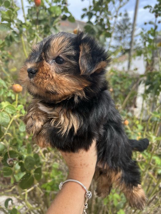 Yorkshire terrier femea  suoer top