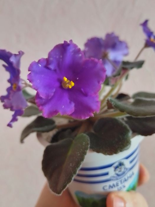 Продам сортову фіалку Нд Матрица