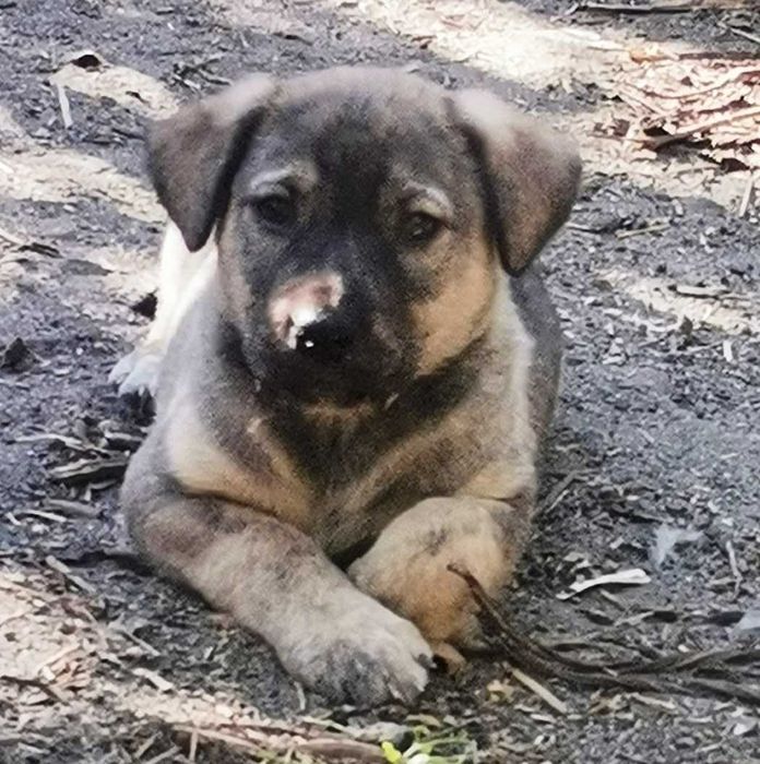 Цуценя в добрі руки