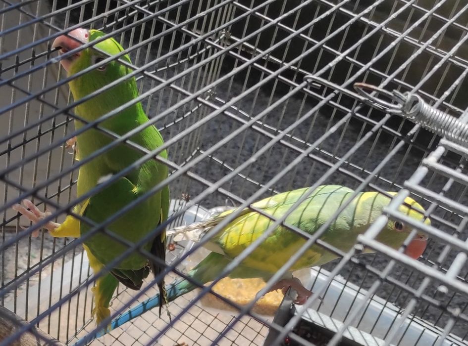 Ring Necks criados á mão de 2026