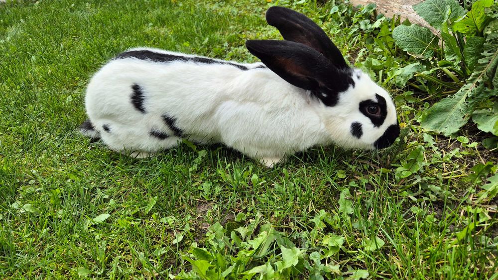 Крілі самці німецький строкач