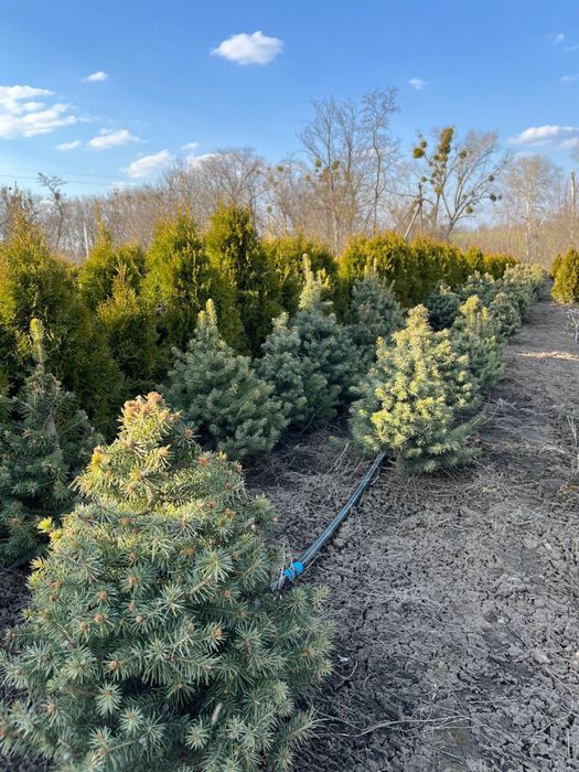 Ялина/ялинка блакитна Keibab/Кейбаб