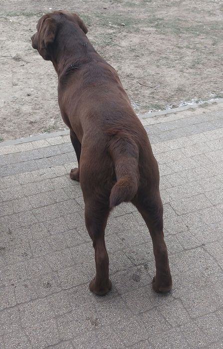 Labrador Retriever PIESEK