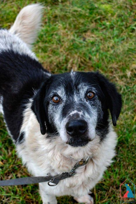 Bardzo spokojny i łagodny, starszy piesek - ma wspaniały charakter