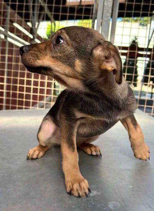 Dwa pieski znalezione z ul. Brzegi