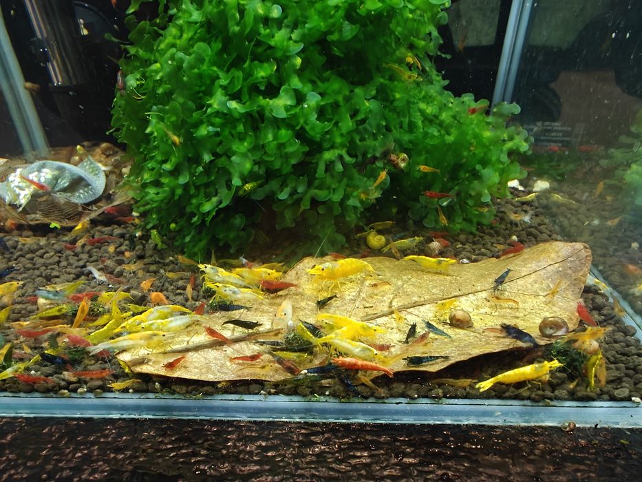 Krewetki Neocaridina MIX - różne kolory
