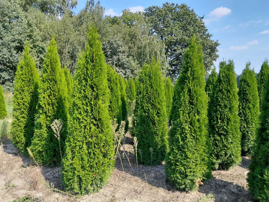 Tuje! Szmaragd, Brabant, Blue Arrow! Transport! Sadzenie! Do 250 cm!