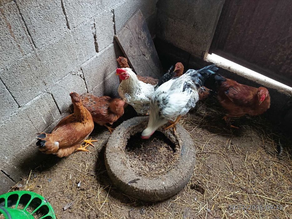 Vendo frangas e ovos de garnize