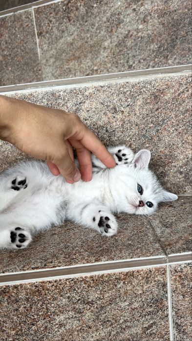 Котинчта, котики, кошенята