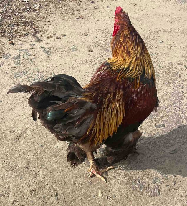 Продається півень