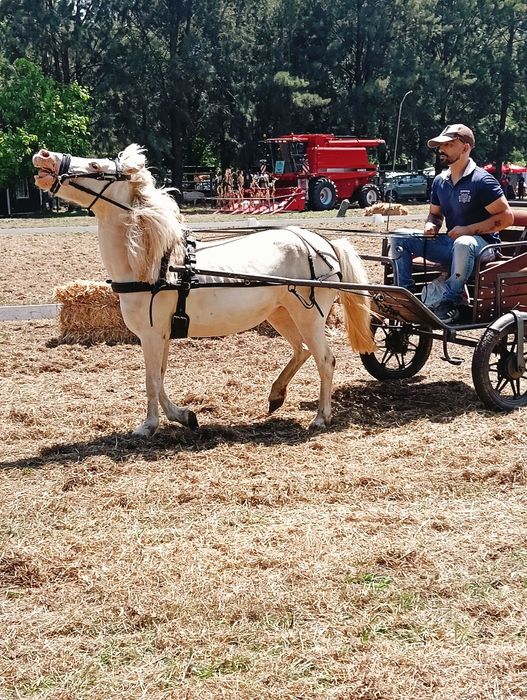 Pônei Isabel 7 feitos
