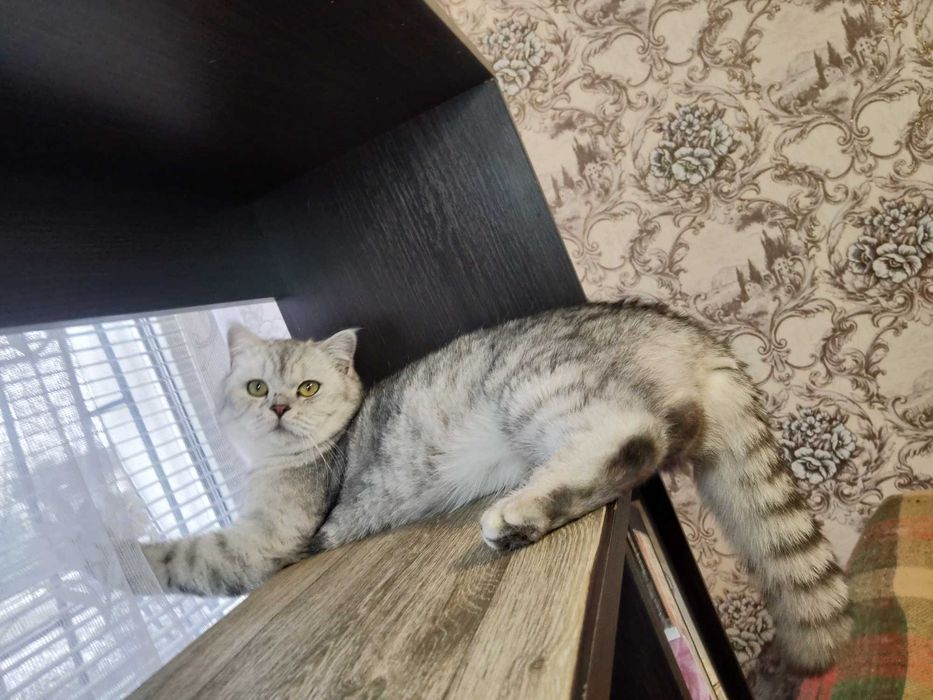 Вязка любви обильного котика,окрас Шиншилла