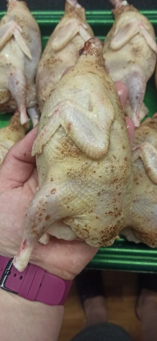 Тушки перепілки.