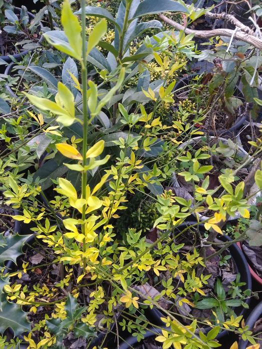 Plantas para o seu jardim