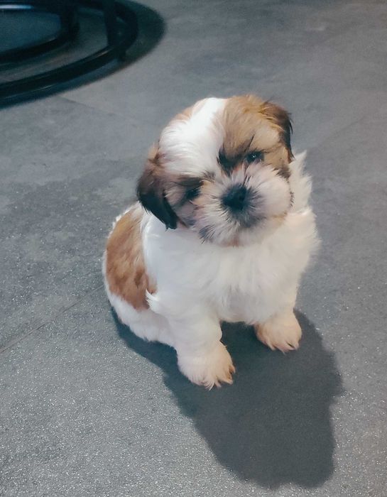 Szczenięta shih tzu