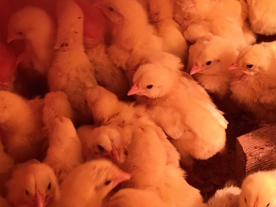 Добовий БРОЙЛЕР  достака