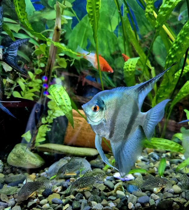 Скалярія піной, голуба