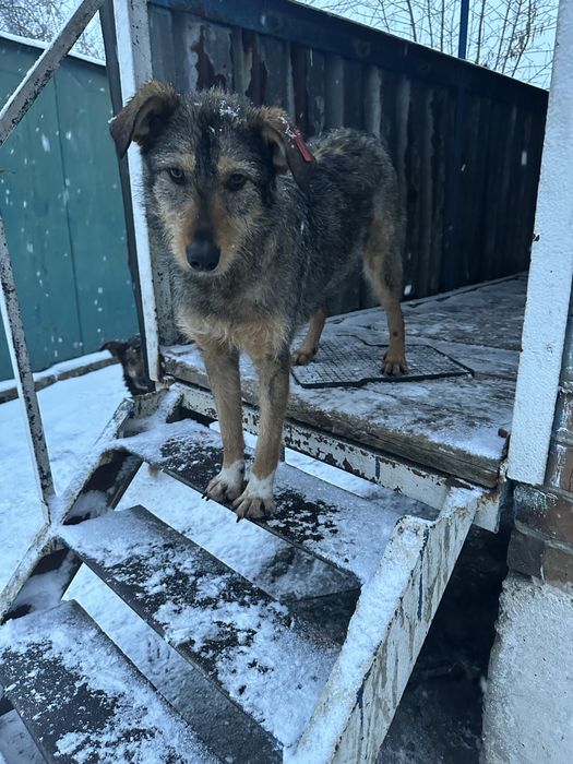 Безкоштовно в гарну родину