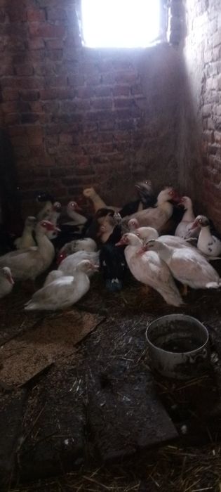 Продам качки 5 штук -1000 грн.