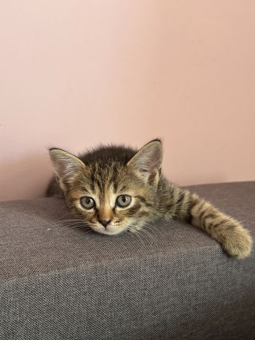 Безкоштовно кошенятко