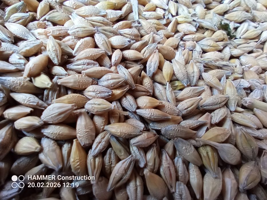 Jęczmień jary  KWS HARRIS