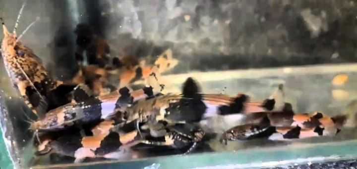 Сомы, сомики, цихлиды, экзотика рыбки для разных аквариумов Фото