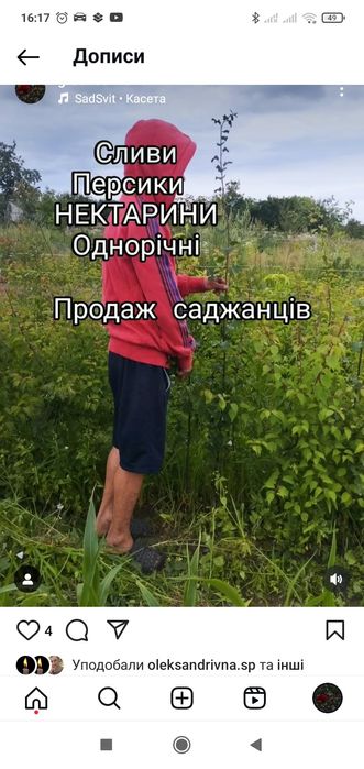 Саджанці плодових та декоративних дерев кущі ягід та штамбові рослини