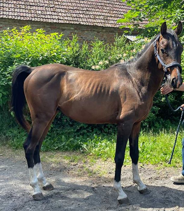 4 letni wałach czystej krwi arabskiej