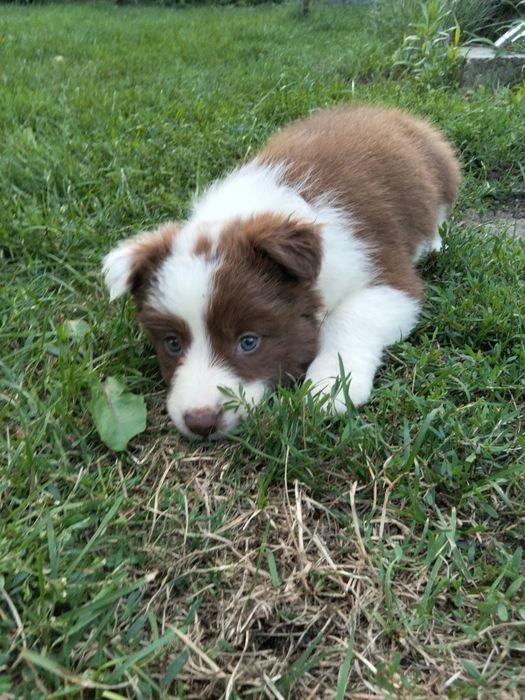 Border collie suczka czekoladowo biała