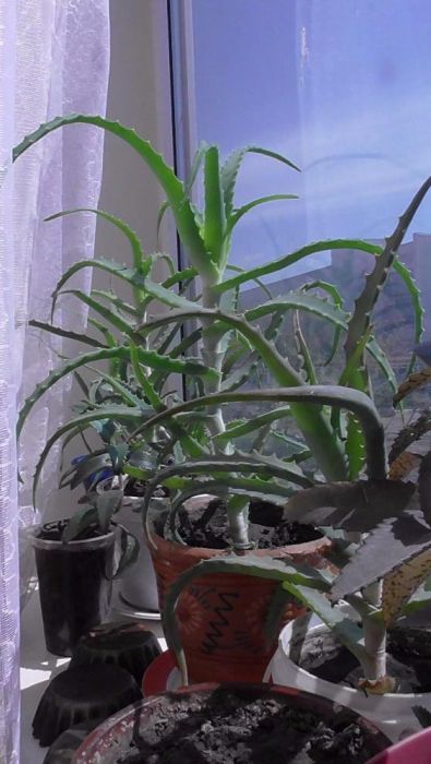 Лечебный алоэ, алое старше 3 х лет (столетник)