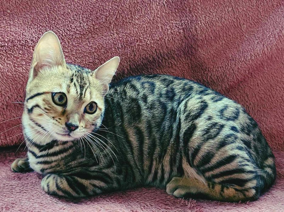 Śliczna bengalska dziewczynka