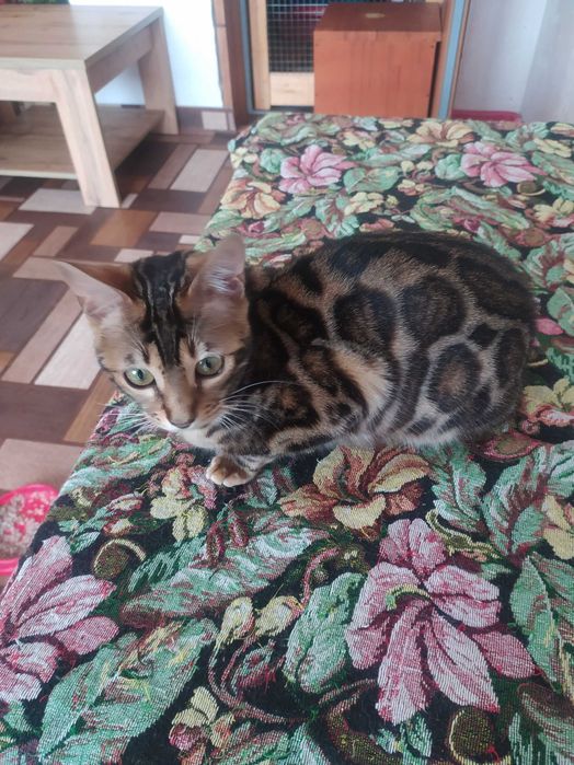 Бенгальська кішечка