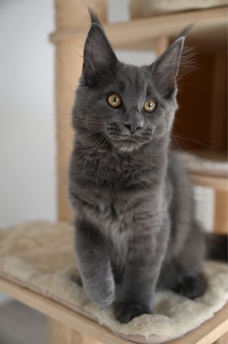 Kotka Maine Coon
