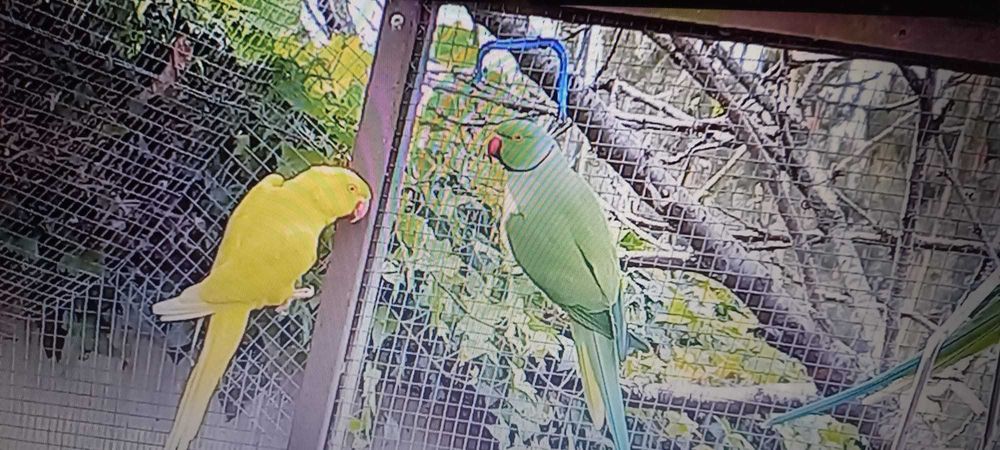 Ring Necks bebes para acabar de criar à mão