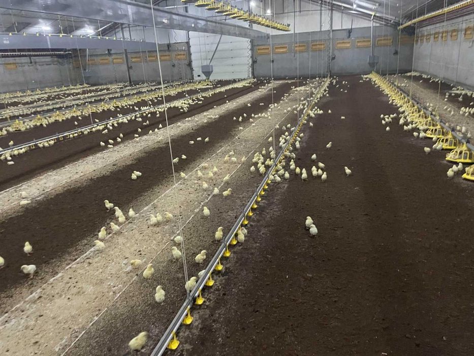 Ściółka dla drobiu – pellet ze słomy 8 mm