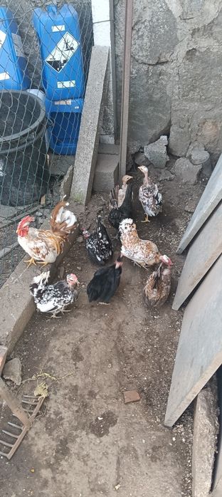 Garnizas carecas minis para venda