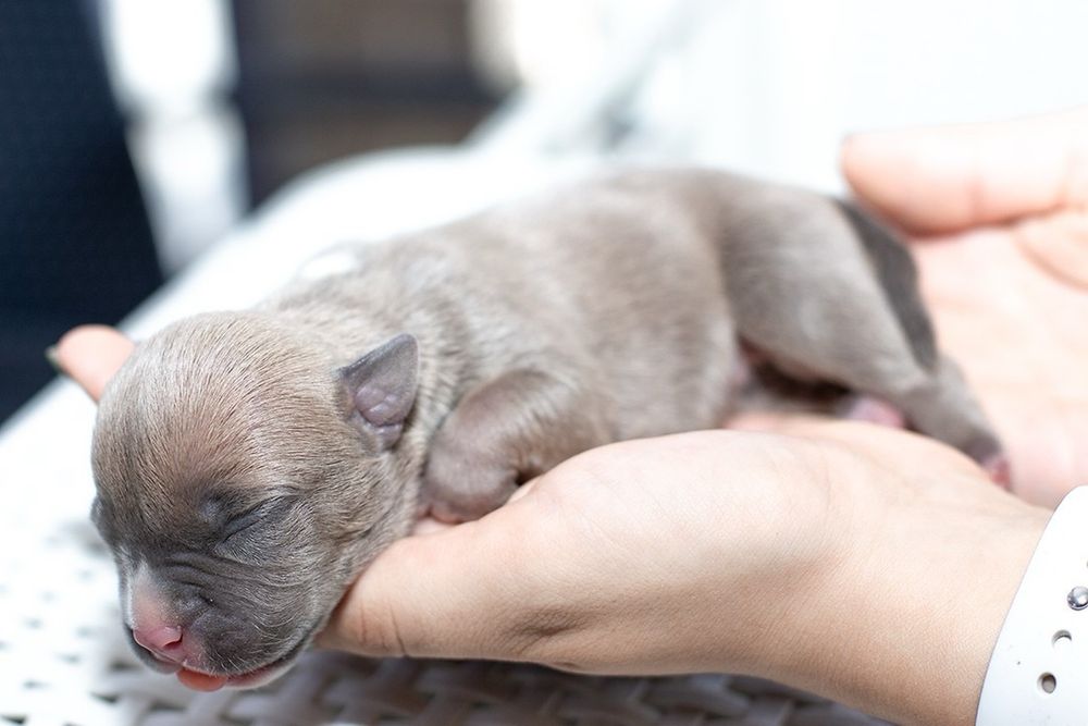 Народився ще один виводок АСТ