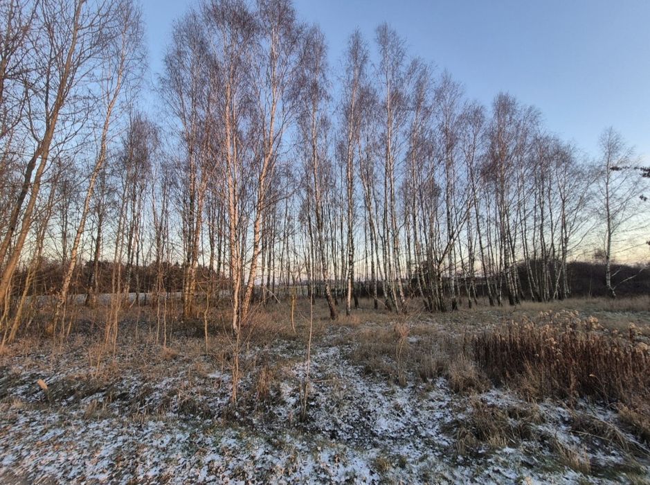 Ziemia rolna zalesiona brzózkami