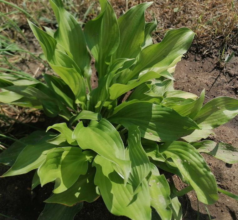 Hosta,funkia roślina ogrodowa cieniolubna,mrozoodporna.Kwiaty.