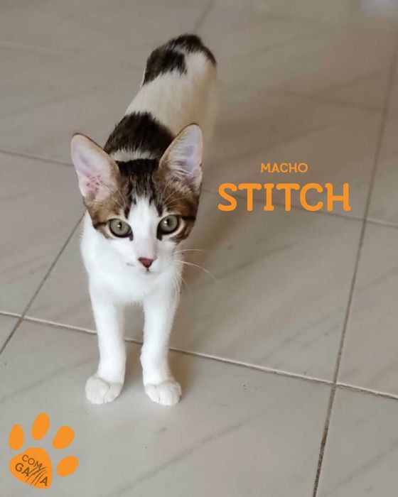 Stitch para adoção!